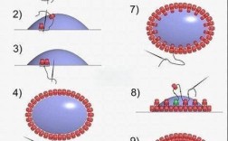Sorenson Squeeze教程，新手如何快速上手？