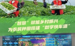 农田 种菜 互联网