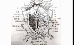 Serge Ramelli教程如何学？新手必看吗？