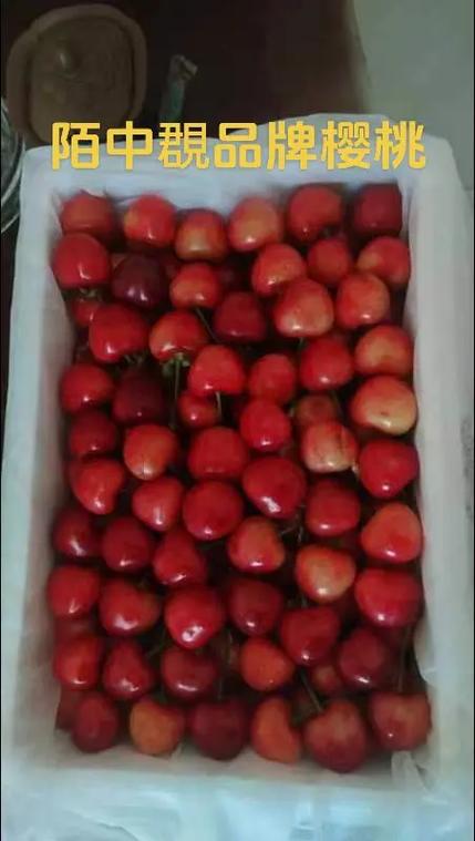 Cheery是什么品牌?-图1 Cheery是什么品牌?-图1