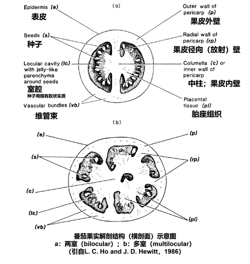 Advanced Tomato教程怎么用？-图2